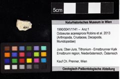 Foto (Objket + Etiketten) von Octoeurax acaresprora (Robins et al., 2013) 